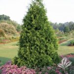 ARBORVITAE, GREEN GIANT - Plants of Texas