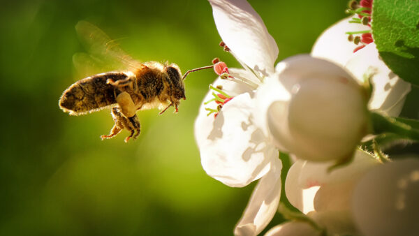 ONLINE BEEKEEPING COURSE